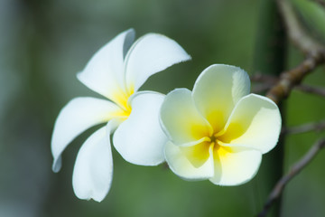 Fototapeta na wymiar Frangipani close-up in nature, the flower in nature abstract background