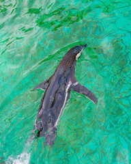 Happy penguins swimming in green water