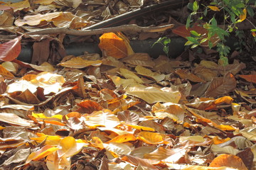 autumn leaves in park