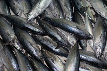 Tuna fresh fish for sale at the Fish market in Male, Maldives