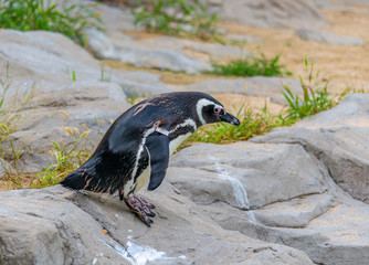 Penguins resting on the rocks on the shore