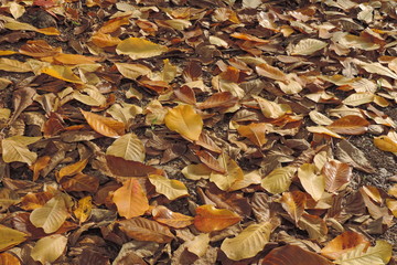 autumn leaves on ground