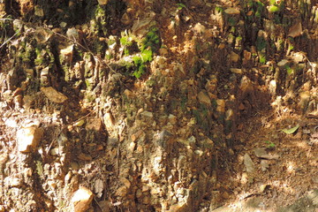 moss on tree