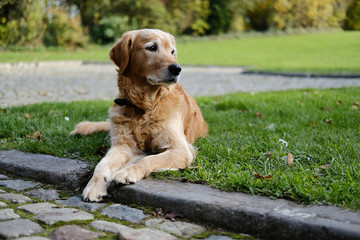 Golden retriever