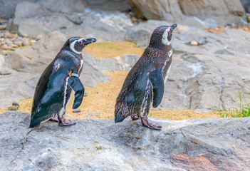Penguins resting on the rocks on the shore