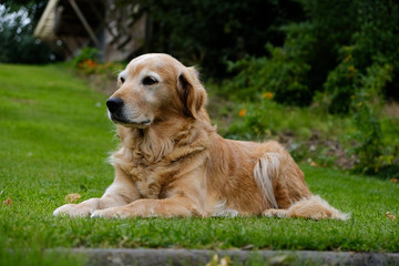 Golden retriever