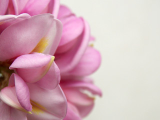 Fototapeta na wymiar flower macro. background