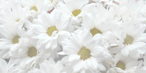 Obraz na płótnie Canvas chamomile. bouquet. background. flowers