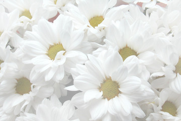 chamomile. bouquet. background. flowers