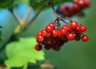 Red rowan