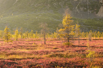 Autumn landscape with trees in autumn, Magadan region, Kolyma, Jack London lake