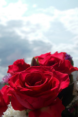  rose flower. background. flowers