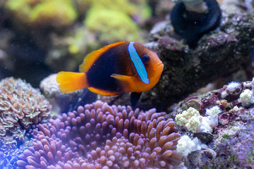 Fototapeta na wymiar Tomato Clownfish (Amphiprion frenatus) guarding her carpet anemone