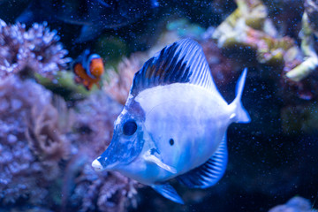 White aberrant scopas tang(Zebrasoma scopas) very rare marine fish