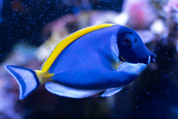 Powder Blue Tang (Acanthurus leucosternon) swimming in coral reef tank