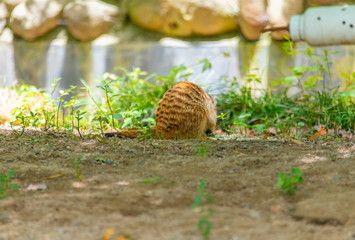 The herd animal foxes in the safari park