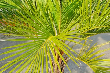 Obraz na płótnie Canvas palm tree leaf