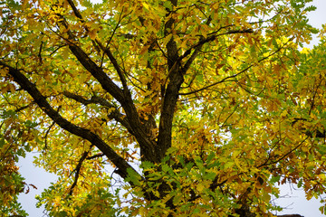 Fototapeta na wymiar Autumn landscape. Oak crown with tan foliage.
