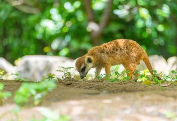 The herd animal foxes in the safari park