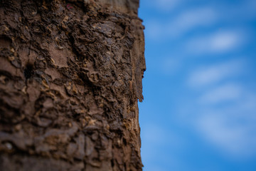 Selected focus Close up on termite infested wood pole with blue sky background.