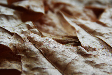 autumn leaf. macro. streaks. autumn