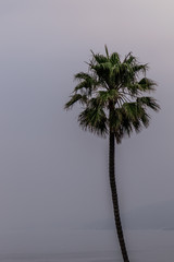 Palm Tree
