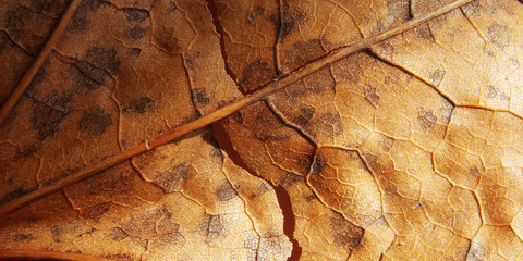 dry autumn leaf. streaks. macro. background   