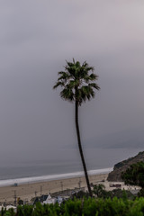 Palm Tree