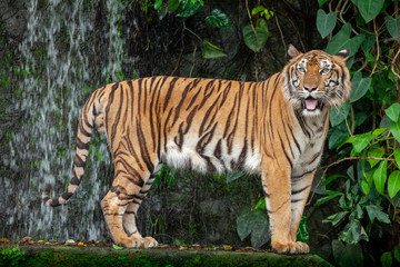 Fototapeta na wymiar Tiger action.