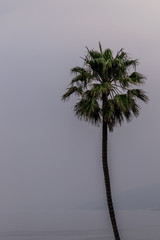 Palm Tree