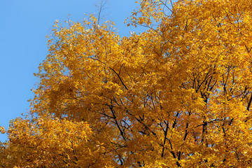 Yellow autumn on treetop and blue sky.