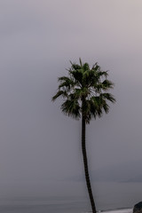 Palm Tree