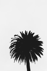 Palm Tree