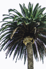 Palm Tree