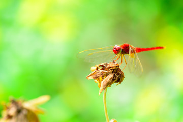 Closeup and Selective focus Red dragonflies are on a dry brown flower in nature.