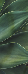 Backgrounds and Textures - Leaves