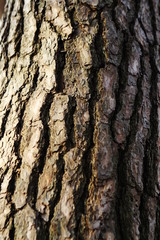 pine