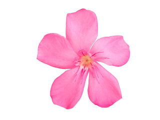  Pink flower isolated on white background.