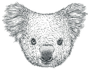 Koala portrait illustration, drawing, engraving, ink, line art, vector