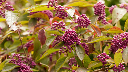 Callicarpa bodinieri | Bodinier's beautyberry with small and abondant decorative purple or rose-lilac berries like comfits between fine dark leaves and tomentose branches