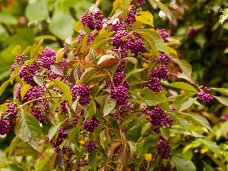 Callicarpa bodinieri | Bodinier's beautyberry with small and abondant decorative purple or rose-lilac berries like comfits between fine dark leaves and tomentose branches