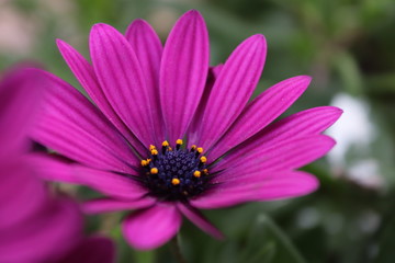 Purple Flower