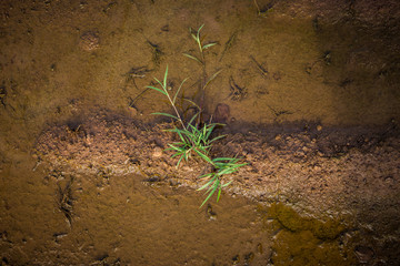 Grass that is born on the fertile waterfront.