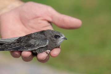 The man hand holds the swifts found in order to let go, close up. Newborn swift in human arms . Care of a small bird that fell out of the nest. Wildlife conservation