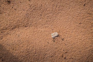 Dry leaves that fall on the sand after the water has dried