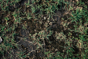 Chee Chan grass that is dry and hard on the ground