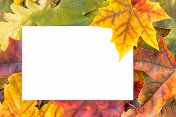 Naklejka na ściany i meble Colorful autumn leaves and white sheet with paper with place for text. Background with autumn leaves. Copy space for inscription.