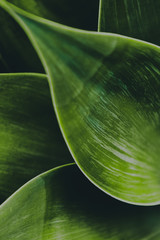 Backgrounds and Textures - Leaves