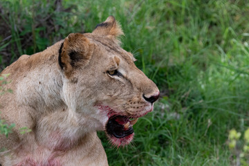 portrait of a lion