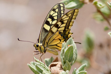 Papillon Macaon